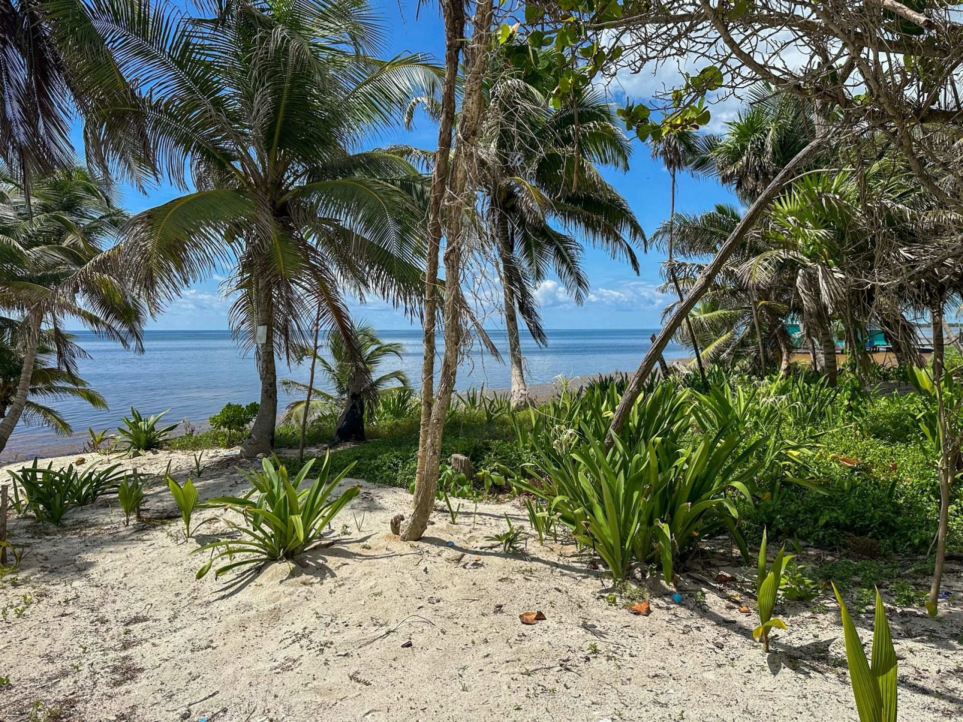 🌴 Elevated Beachfront & Back Lot Opportunity at Basil Jones