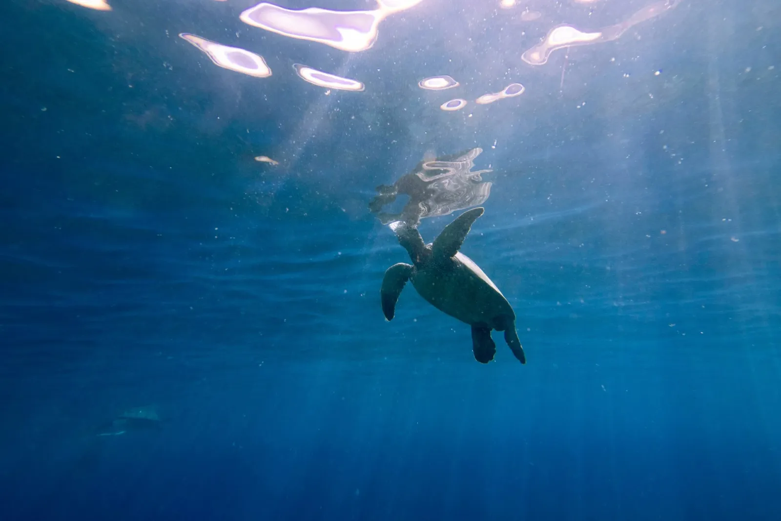Premier tour, sailing, and snorkeling/diving operation