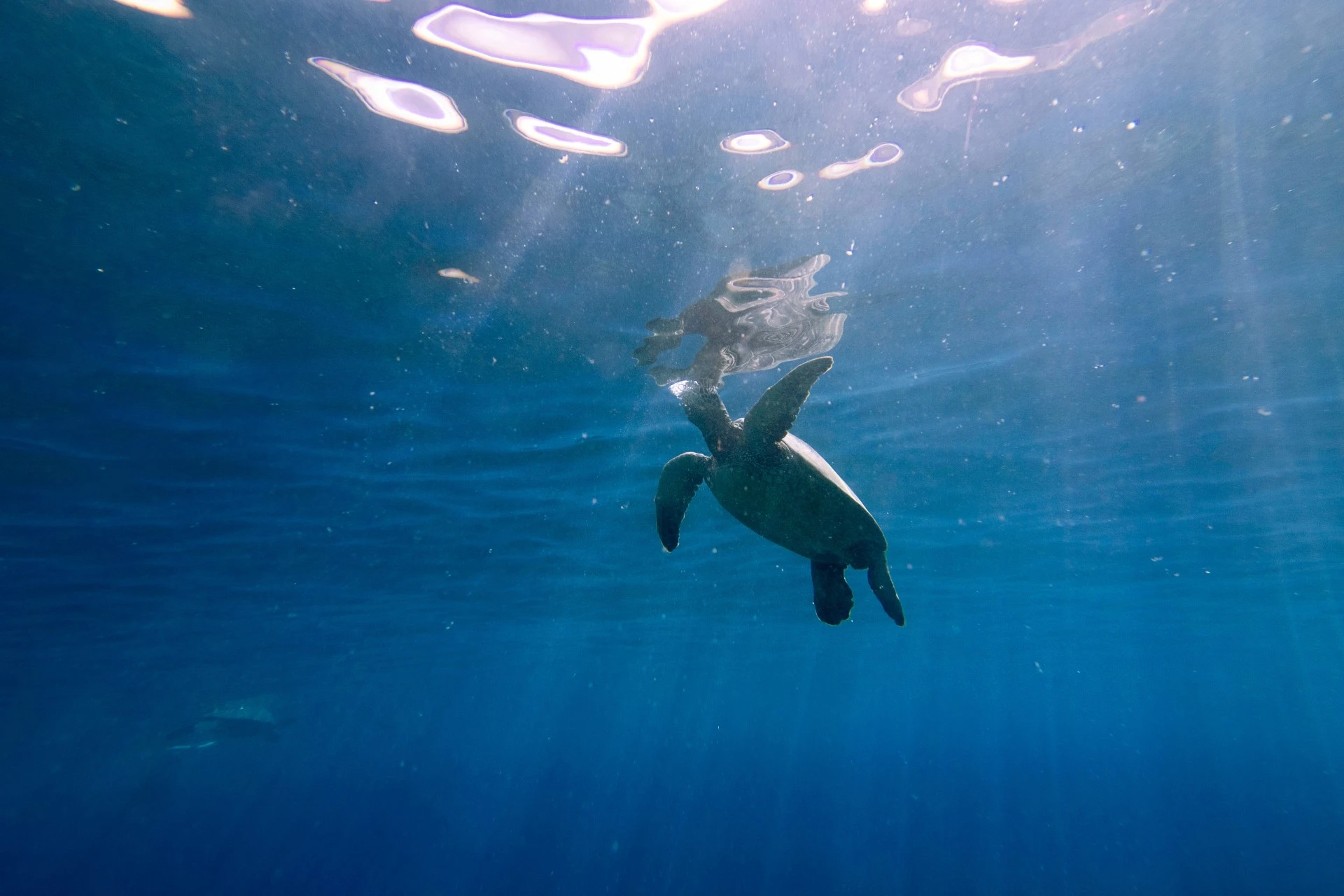 Premier tour, sailing, and snorkeling/diving operation