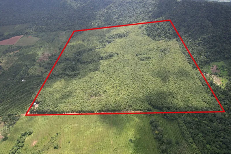 217 Acre Teak Plantation – Silk Grass Area, Stann Creek, Belize