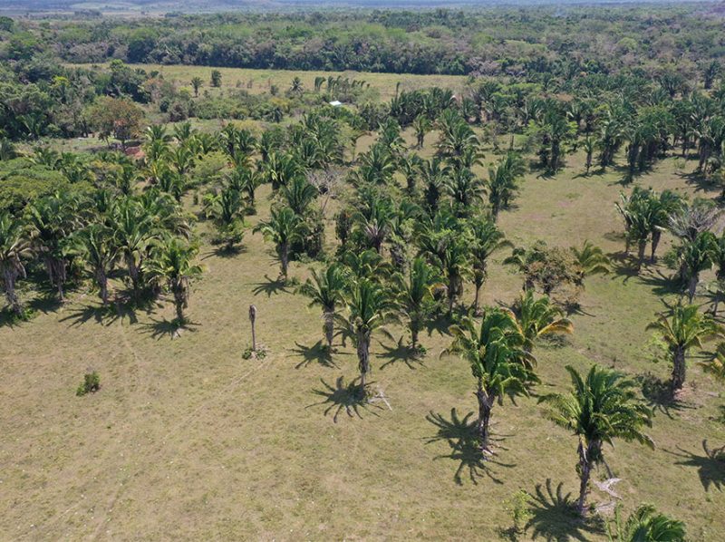 PF0013 – 50 Acres With Great Road Access| Real Estate In Belize