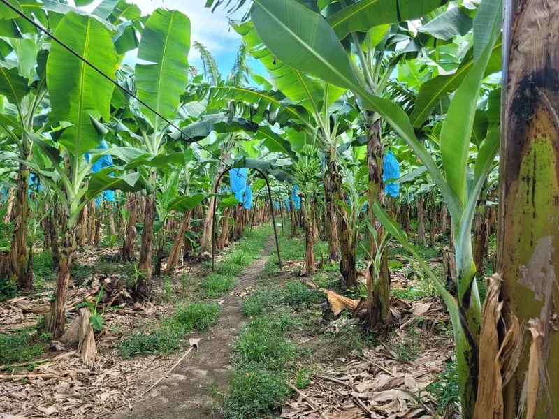 PF0023 – Banana Farm For Sale – Fully operational Toledo District