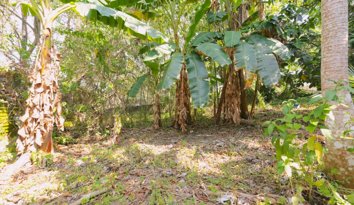 PRIME LOCATION – LARGE LOT ACROSS FROM THE WINE HOUSE IN SAN IGNACIO TOWN, CAYO