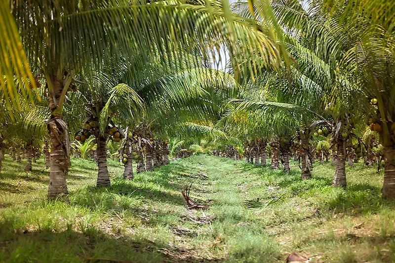 PF0042 – 966 ACRES COCONUTS AND OTHER PRODUCING CROP – STANN CREEK BELIZE