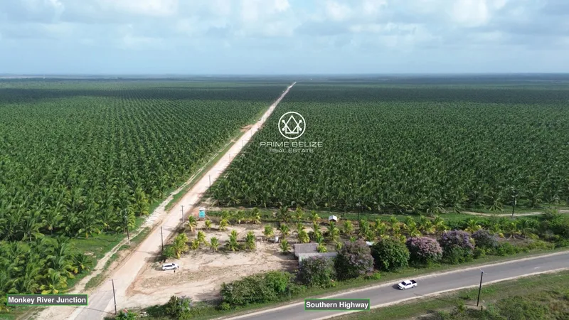 PF0049 – Premier Turnkey Coconut Plantation & Agribusiness in Southern Belize