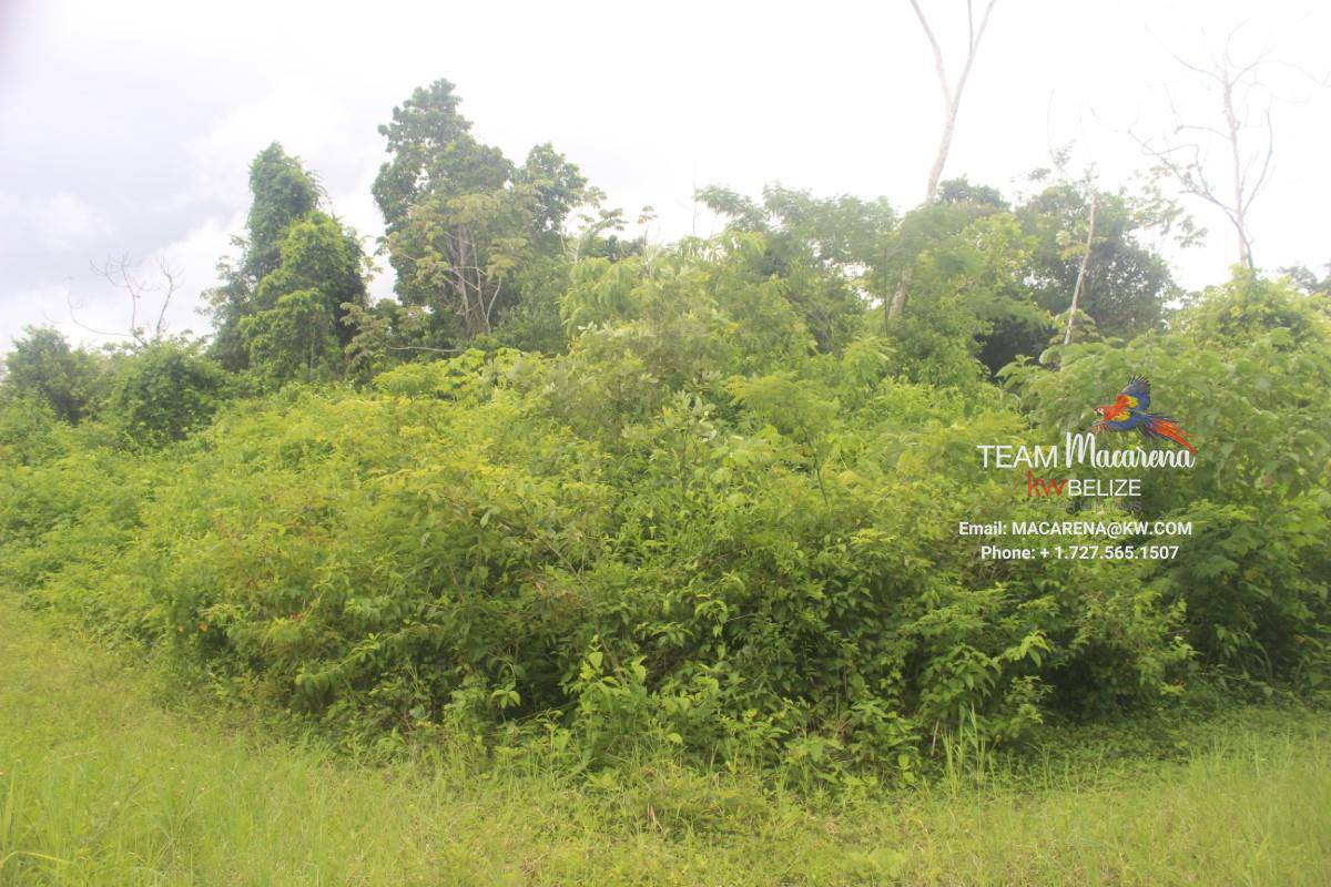 6 Acres between Bullet Tree Village and San Ignacio
