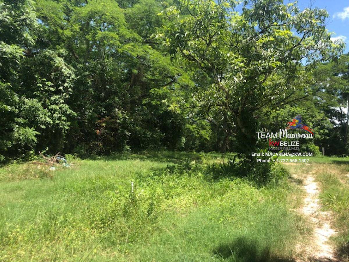 Prime Residential Lots San Ignacio