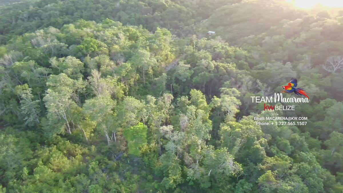 Jungle Lots Negroman Area Cayo District