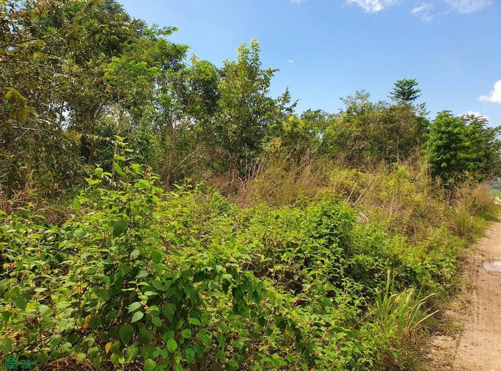 Belmopan, Cayo, Cayo District