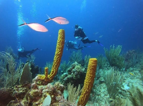Glover's Reef Atoll Â, Long Caye, Belize District