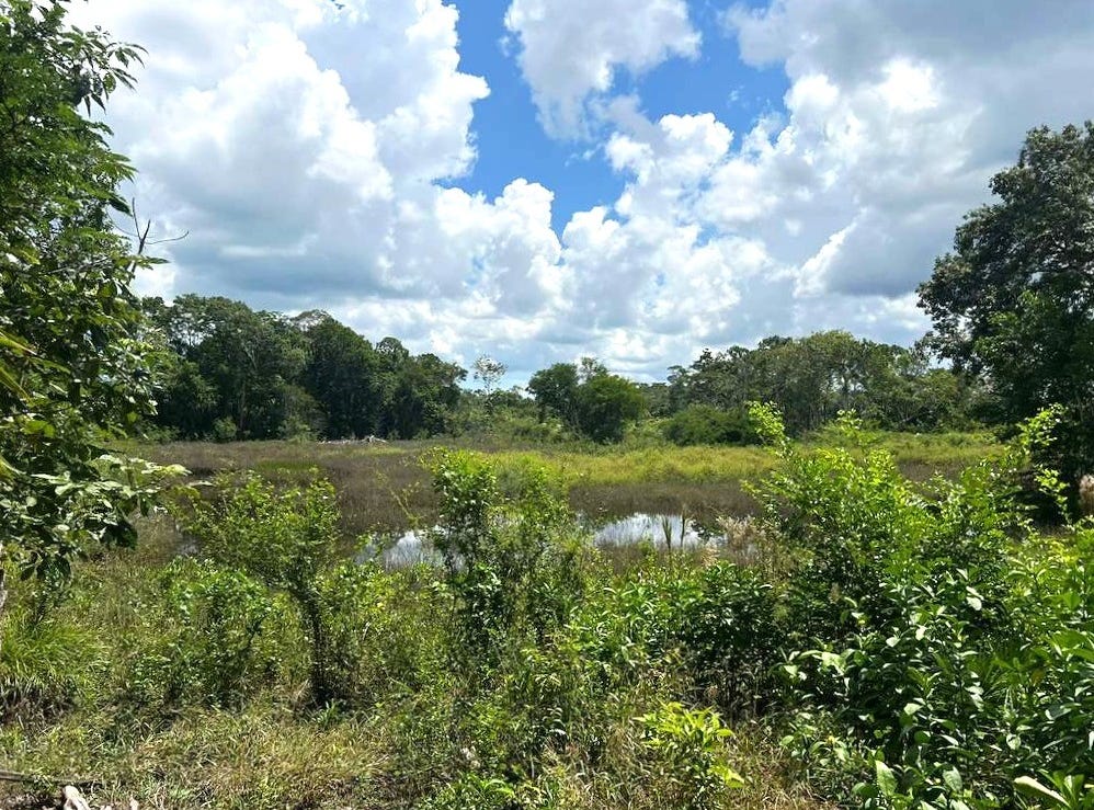 Honey Camp Area, Orange Walk Town, Orange Walk District Land/Development for Sale