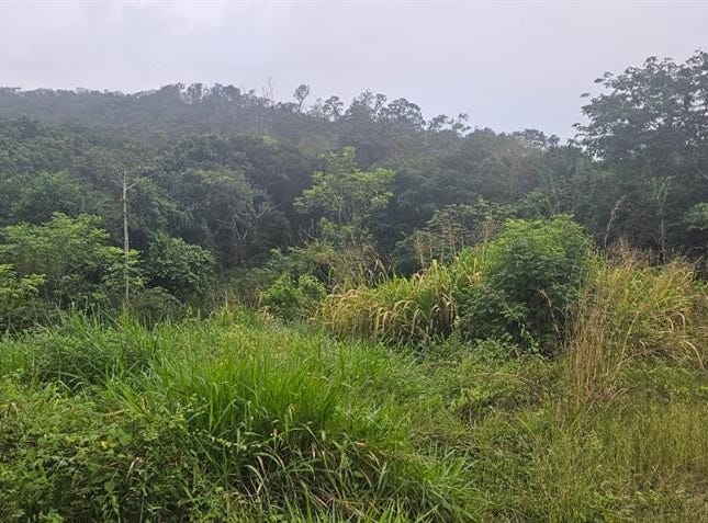 East of San Antonio/ Cristo Rey Village, Benque Viejo del Carmen, Cayo District