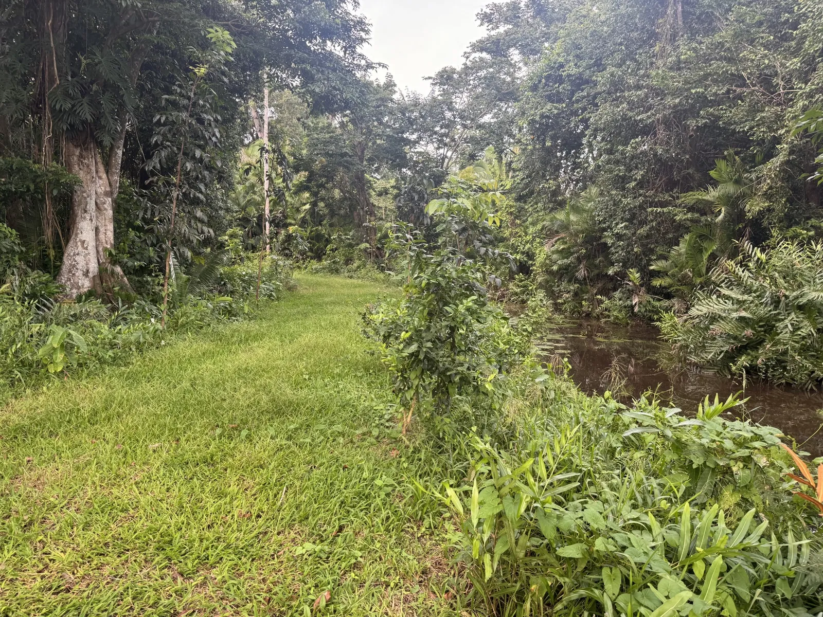 1555- Prime 5-Acre Agricultural Estate Near the Sittee River – Stann Creek District, Belize