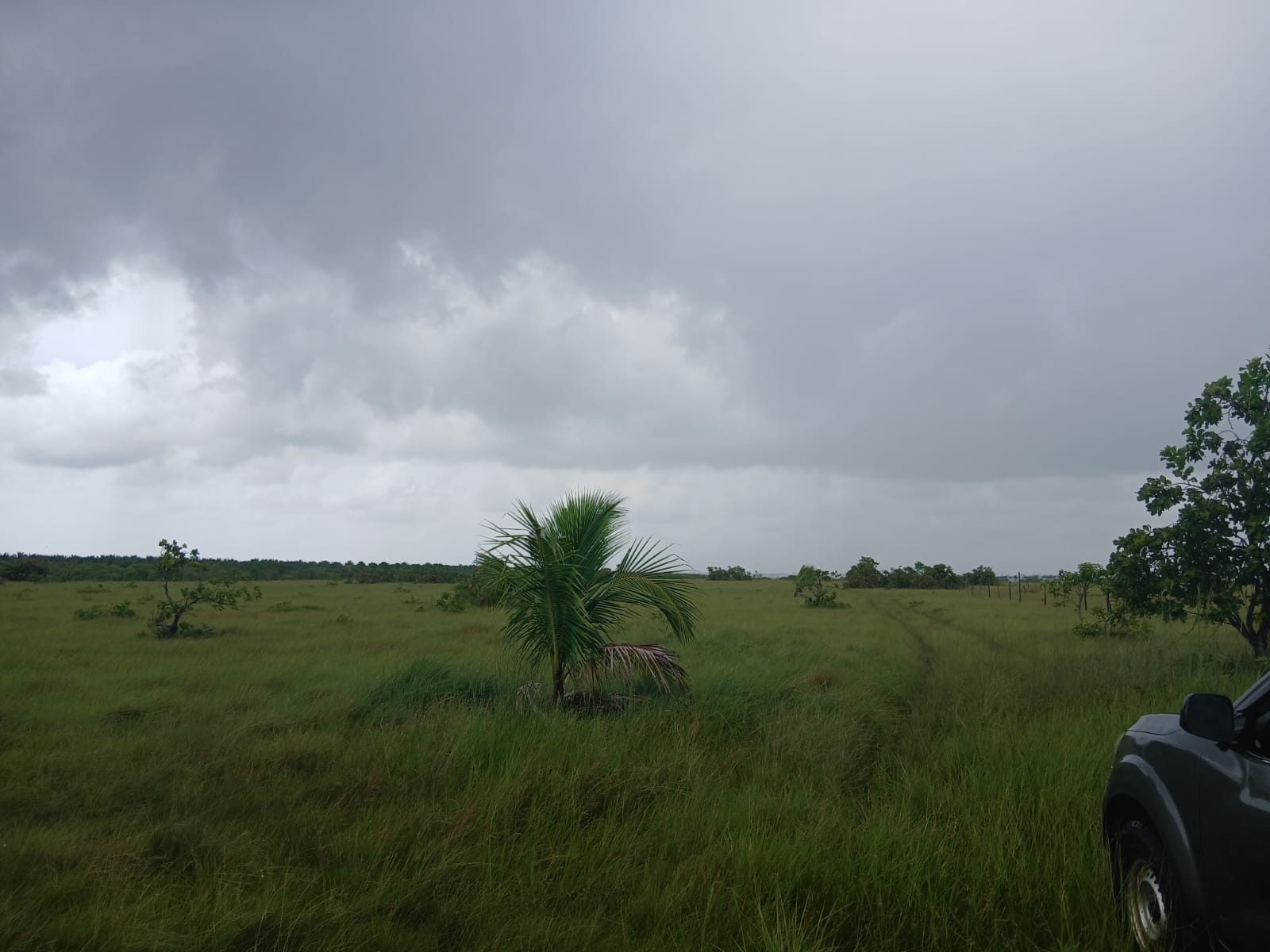 Prime 4-Acre Investment Opportunity in Bella Vista, Toledo – Near Coconut Farm & Highway