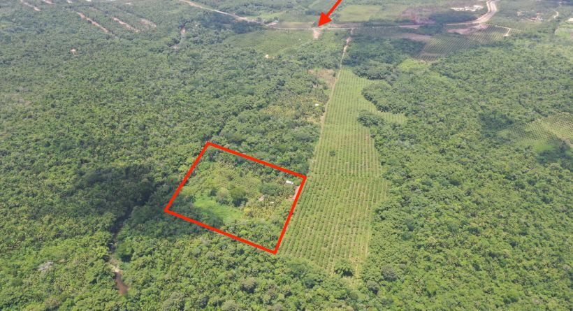 10 Acres of Natural Beauty in Mullins River For Sale