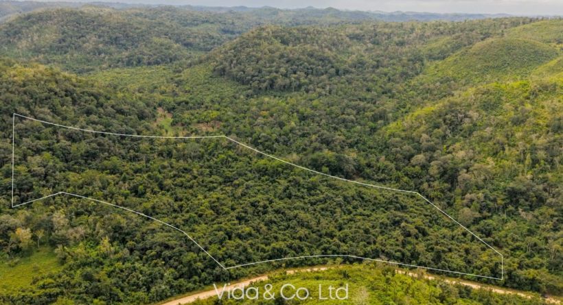 13.14 Acres Virgin Land with Direct Road Access on Mollejon Road, Cayo District