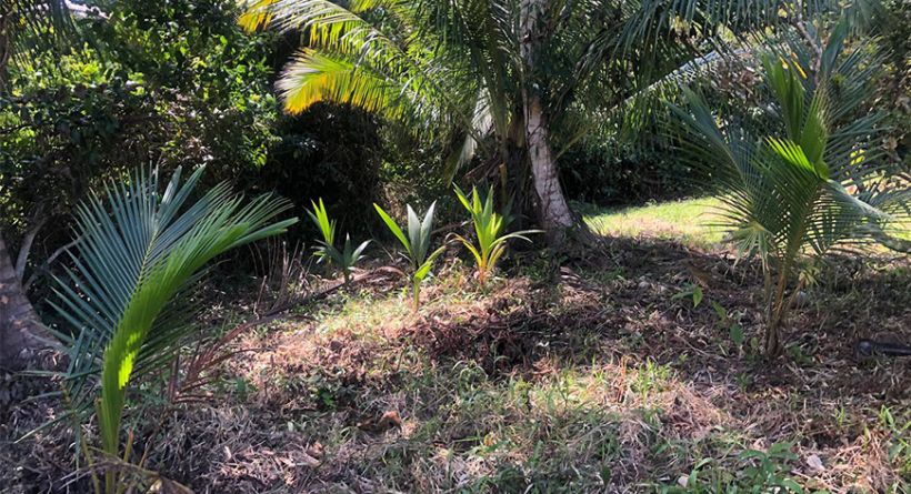 15 Acres Near Hopkins Village