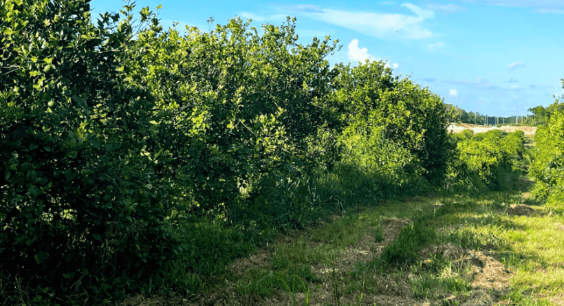 29.9 Acres of Farmland On The Coastal Highway, Belize for sale