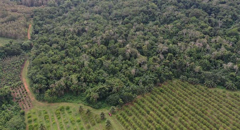 56 Acres of Pristine Jungle