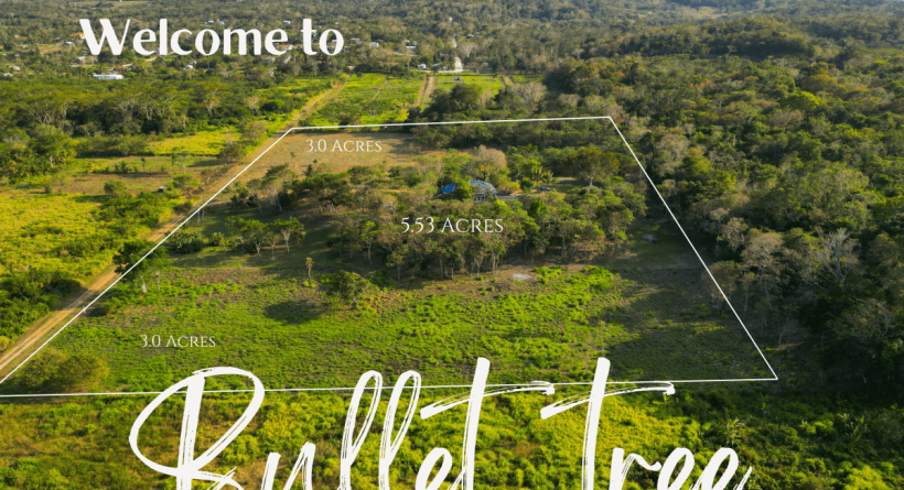 Land For Sale In Bullet Tree Cayo Belize