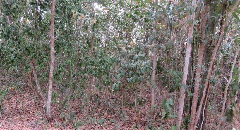 Progresso Heights Lot 1254