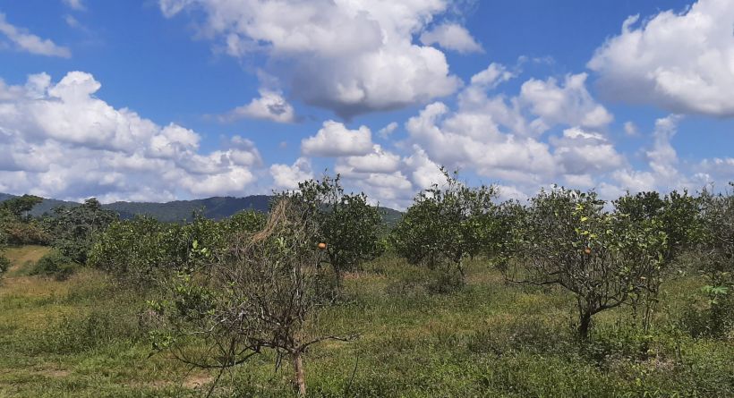 SCL02-Belize Citrus Farm for Sale- 135 acres of Citrus near the Bocawina reserve