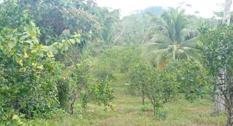 Silk Grass Farmland 86 acres 2 parcels