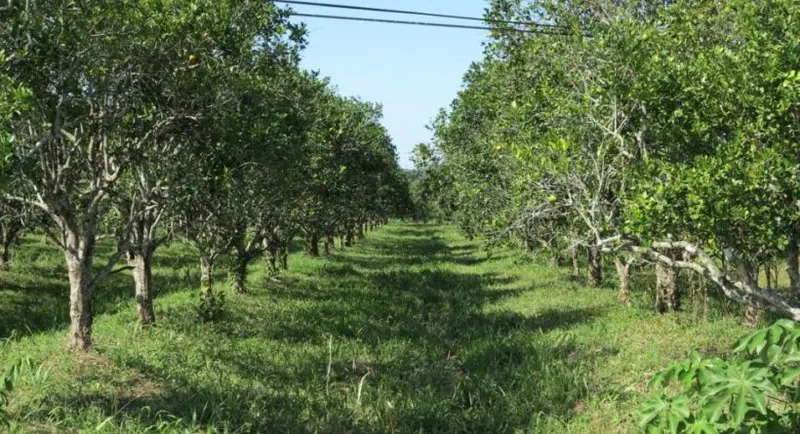 Zold SOLD Citrus Farm with highway frontage