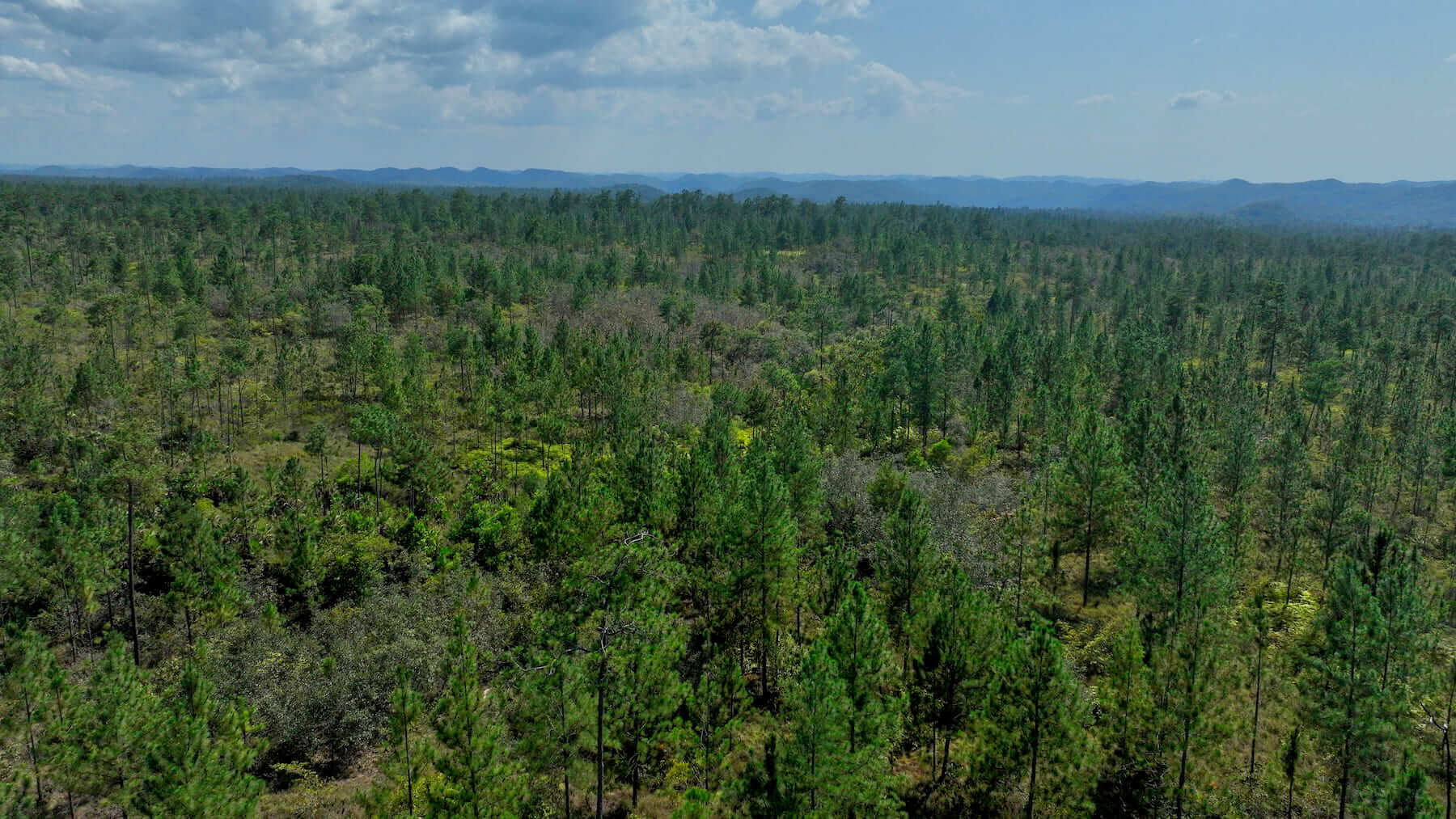 Amazing 4.96 Acres in the Mountain Pine Ridge Area, CAYO District, Belize
