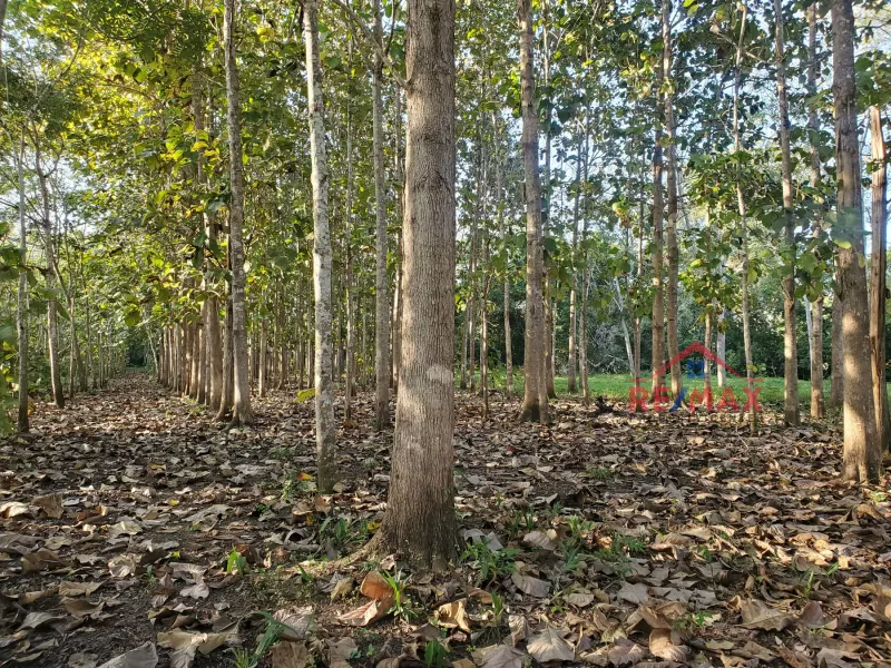 # 4079 – 75 Acre Hardwood Plantation with 900 Ft River Frontage – near San Ignacio Town, Cayo, Belize