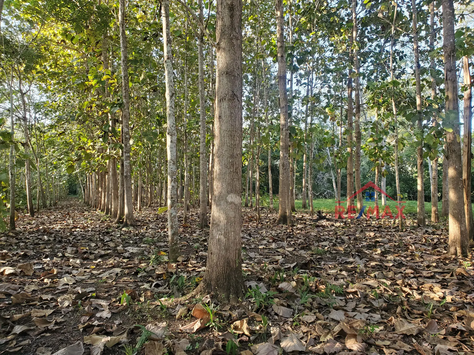 # 4079 – 75 Acre Hardwood Plantation with 900 Ft River Frontage – near San Ignacio Town, Cayo, Belize
