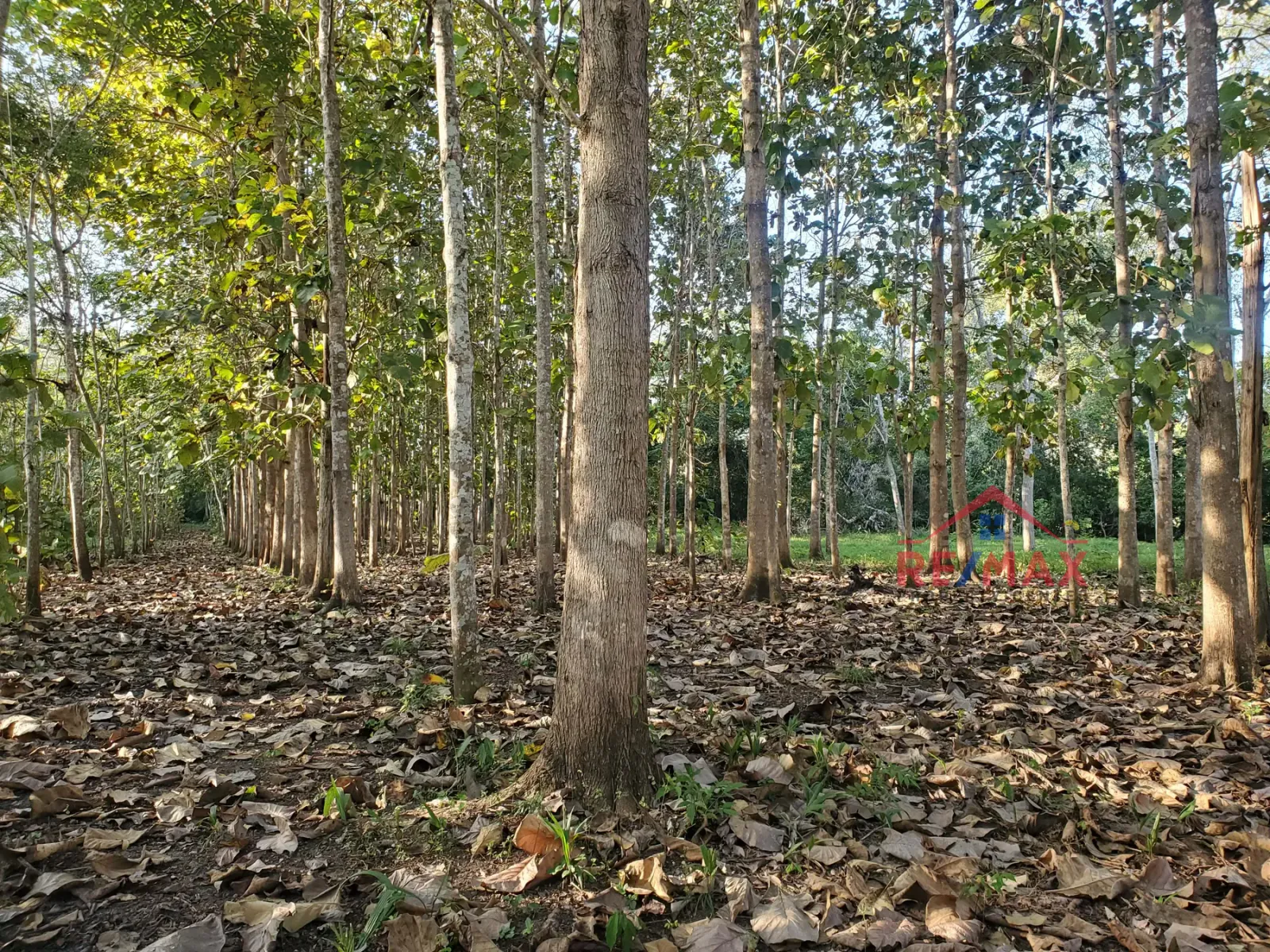 # 4079 – 75 Acre Hardwood Plantation with 900 Ft River Frontage – near San Ignacio Town, Cayo, Belize