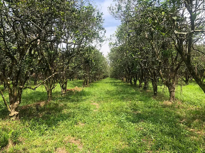 #4138 – 198 Acre Orchard with Producing Orange and Grapefruit Trees – Income Generating Belize Real Estate