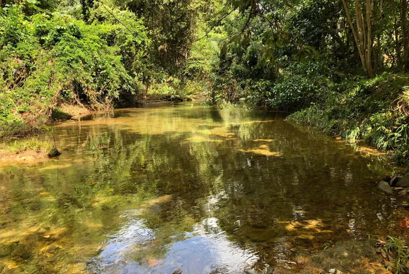 #4138 – Prime Southern Belize Location | 23.1 Acres with Creek!
