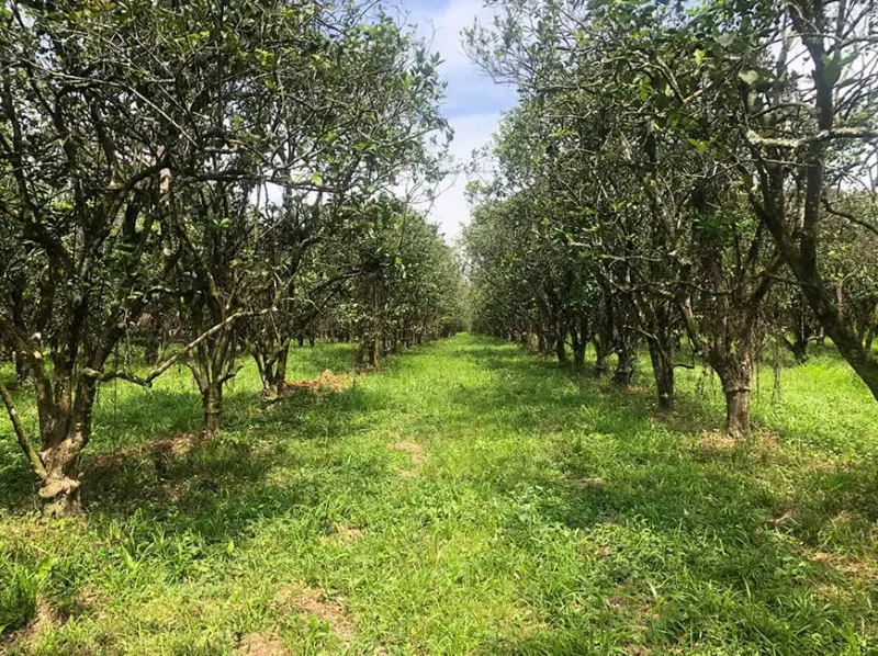 #4138 – 198 Acre Orchard with Producing Orange and Grapefruit Trees – Income Generating Belize Real Estate