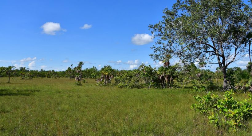 Two Adjacent 1/2-Acre Lots near Biscayne off Philip Goldson Highway