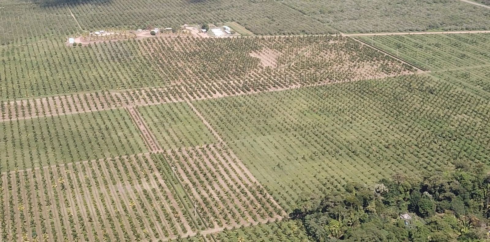Maya Center Farm – 966 Acres of Operational Farmland in Belize