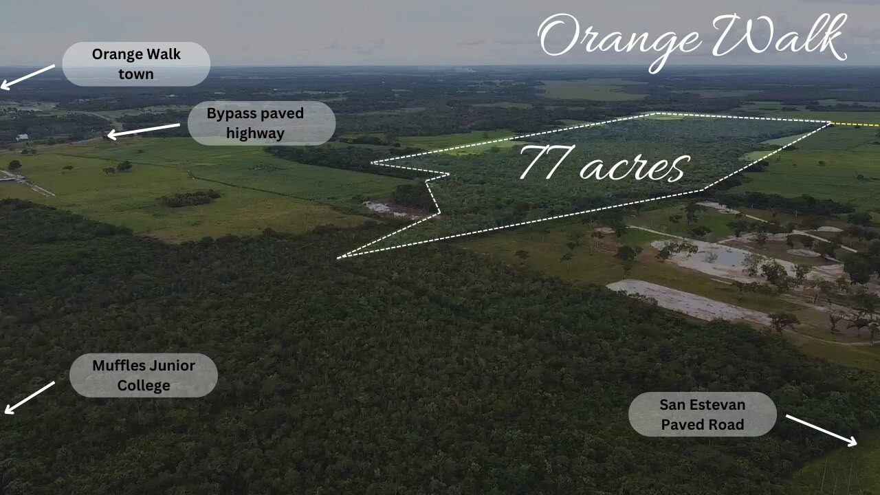 77 acres of fertile land at Orange Walk