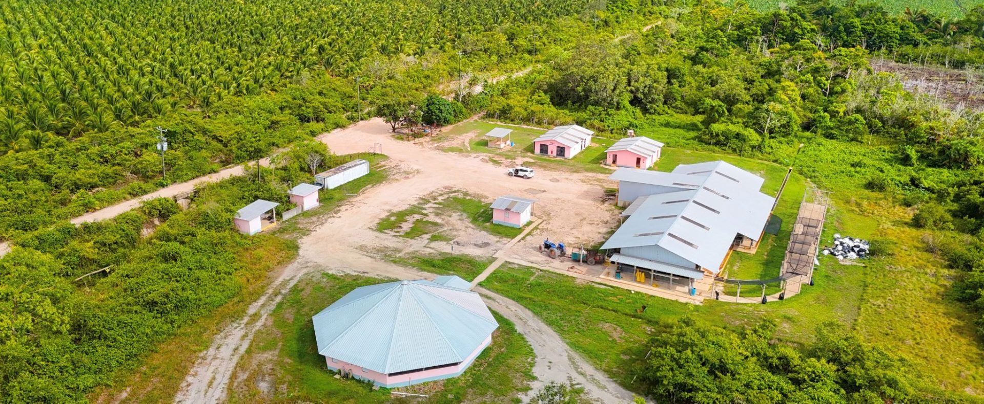 Operational Banana Farm, Stann Creek
